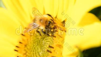 在美丽的夏日午后，蜜蜂在向日葵上觅食